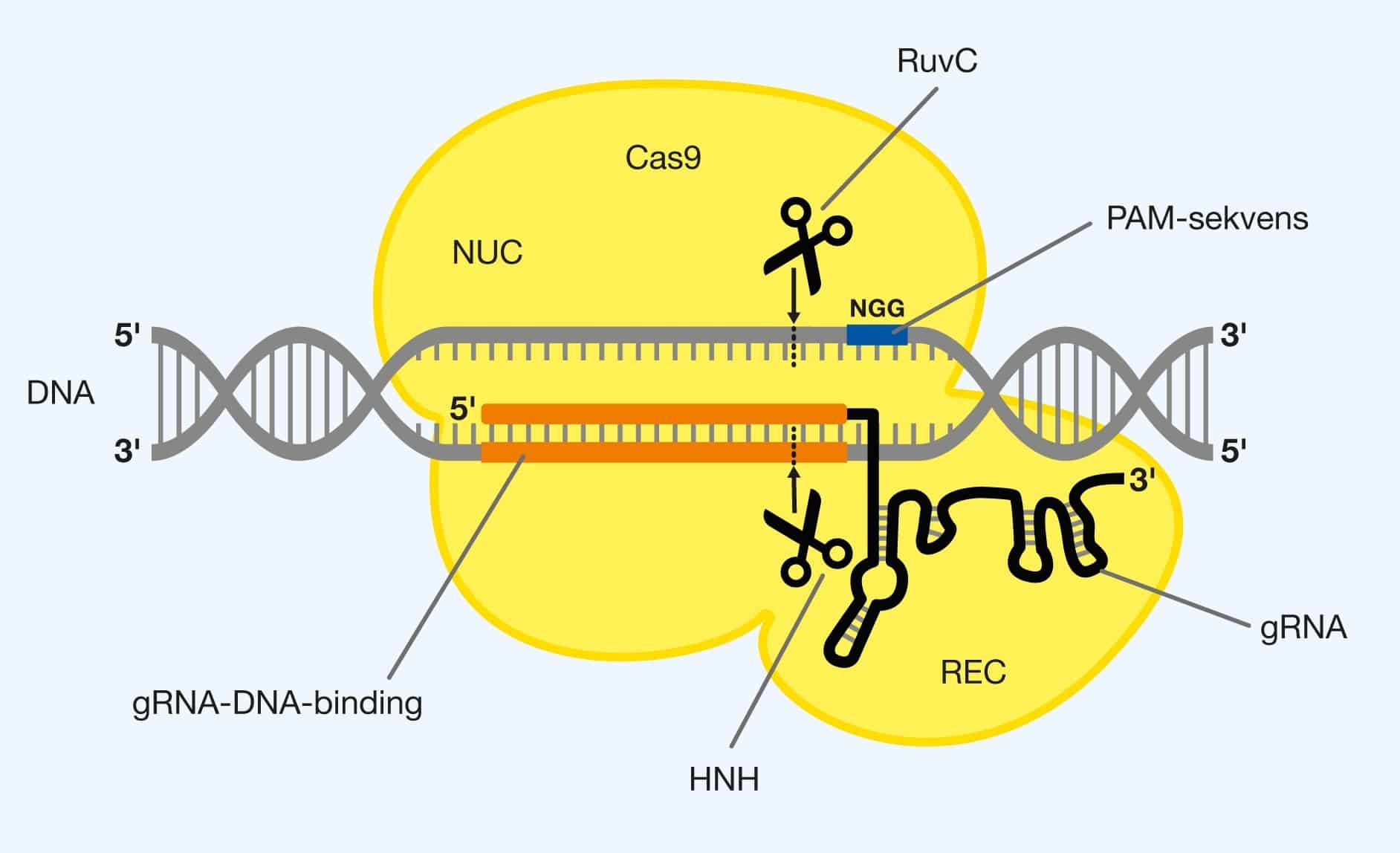 cas9